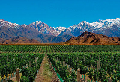 Discover the Essence of Argentina in Every Sip - A Toast to Argentinean Wines