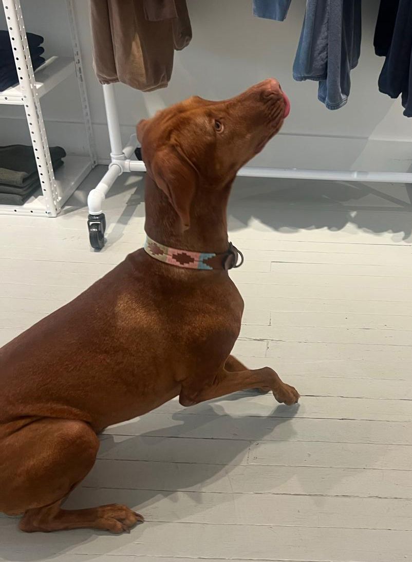 Rainbow Pride Dog Collar - Vakiano