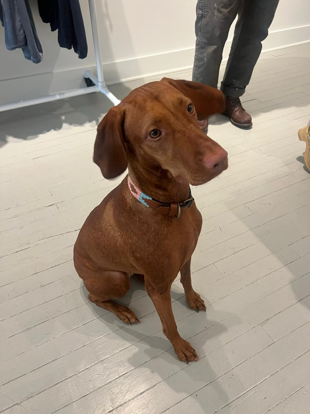 Rainbow Pride Dog Collar - Vakiano